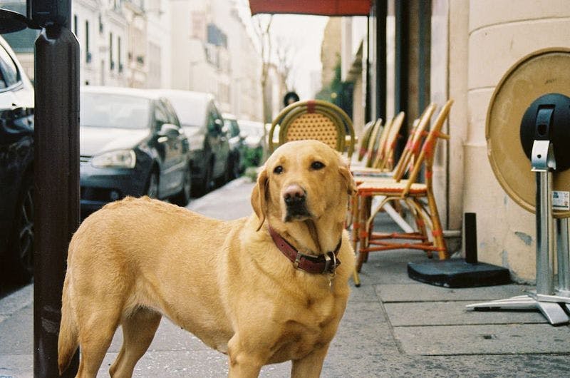 Dog outside in paris streets