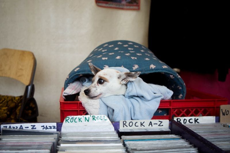 dog at flea market record booth in berlin